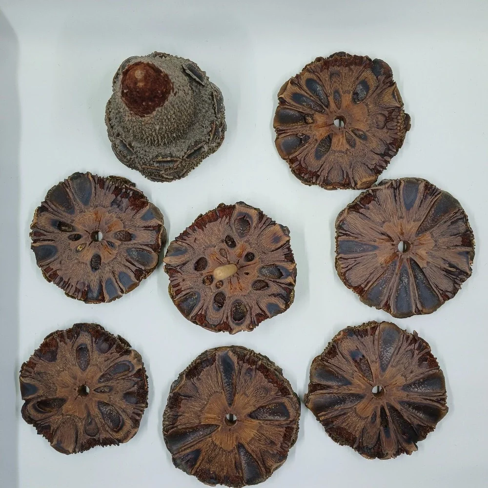 COASTERS Banksia Pod Set of 6 Brown‎